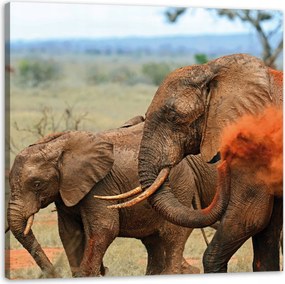 Vászonkép Elefánt pár szavanna Afrika Természet 50X50 cm