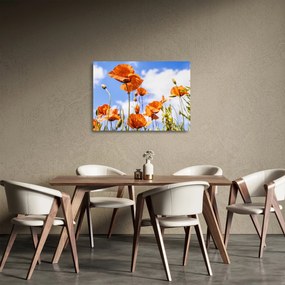 Pipacsok képe (üvegen) (70x50 cm)