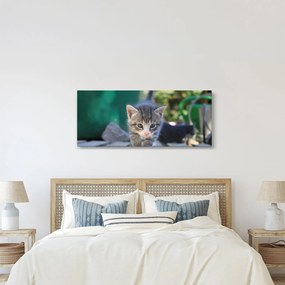 Cica képe (120x50 cm)