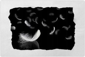 Poszterek 90x60 Hulló fehér tollak