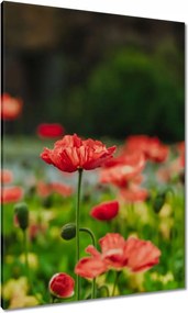 Vászonkép 70x100 Pipacs Virágok