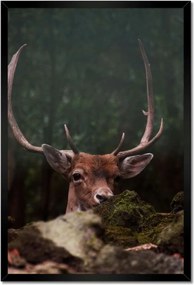 Poszter keretben 40x60 Szarvas felszarvazott
