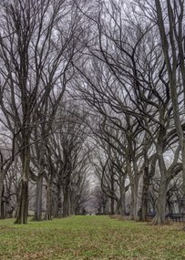 Poszter 67,5x95cm Fasorok a Central Parkban, Assaf Frank