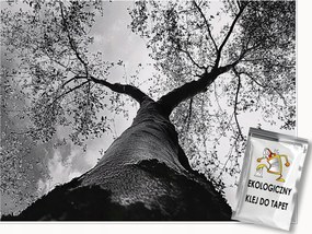 Fotótapéta Fa Fekete-fehér Erdő Hálószoba Nappali Tapéta Flizelina 200x140