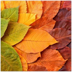 Poszterek 140x140 Őszi színes levelek Levelek az ősz színeiben