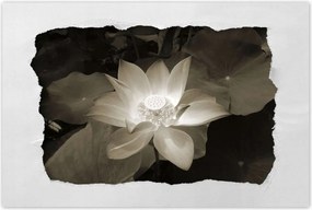 Poszterek 90x60 Lótusz Lótuszvirág