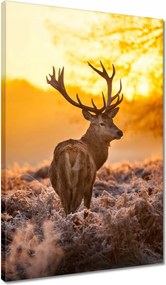 Vászonkép 40x60 Szarvas naplementekor