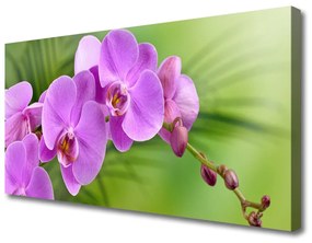 Vászonkép Orchidea Orchidea Virág 100x50 cm