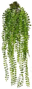 Művirág Columnea függő, 48 cm, zöld