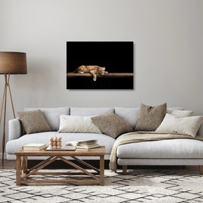 Üveg kép - Lioness (70x50 cm)
