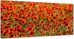 Vászonkép 120x60 Pipacsok rétje