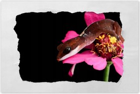 Poszterek 120x80 Kígyó gekkó a virágon