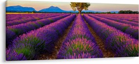 Kép - Levendula mező (120x50 cm)