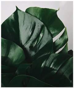 Fotótapéta monstera levél - 225x270 - cm