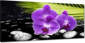 Festmények 210x100 Lila orchideák
