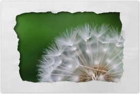 Poszterek 60x40 Pitypang Virág Virágok