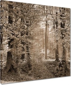 Vászonkép 50x50 Erdő szépia színben
