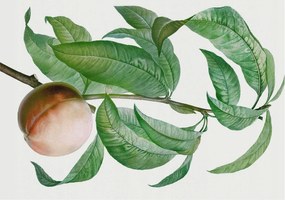 Fali fotótapéta előszoba konyhába Érett őszibarack 312x219