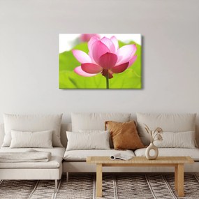 Lótuszvirág kép (90x60 cm)