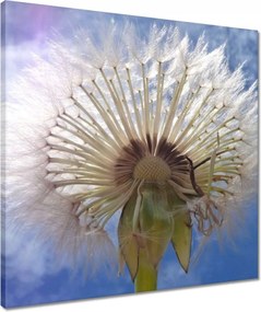 Vászonkép 50x50 Pitypang Virág Virágok