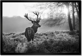 Poszter keretben 60x40 Fekete-fehér szarvas