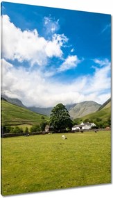 Vászonkép 80x120 Juh legeltetés