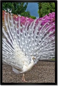 Poszterek keretben 40x60 Madarak