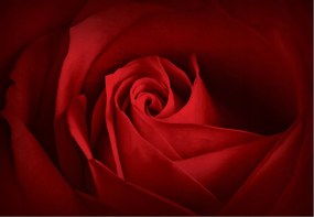 Fotótapéta Vörös rózsa Bársony A virágzás titka 300x210 +ragasztó