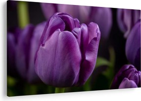 Tulipán vírág képe (90x60 cm)