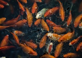 Poszter 29,7x21cm Aranyhalak gyülekeznek a felszínen, Assaf Frank