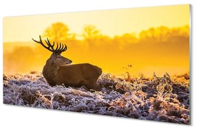 Üvegképek Deer téli napkelte 120x60cm
