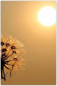 Poszterek 80x120 Pitypang Virág Virágok