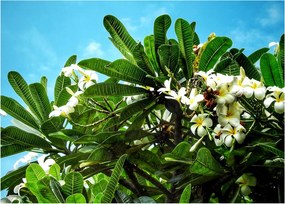Kép - Plumeria (üvegen) (70x50 cm)