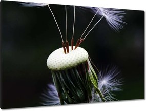 Vászonkép 120x80 Pitypang Virág Virágok