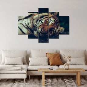 Kép - Szibériai tigris (150x105 cm)