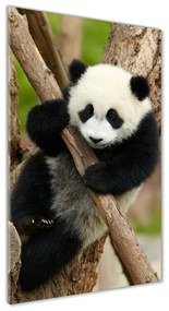 Üvegkép Panda egy fa osv-43324424