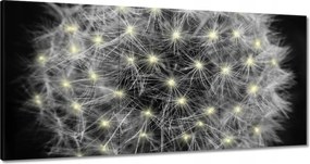 Vászonkép 60x30 Pitypang Virág Virágok