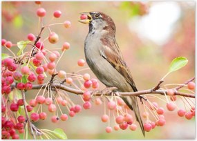 Poszterek 70x50 Madarak