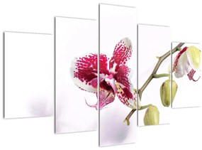 Orchidea virág képe (150x105 cm)