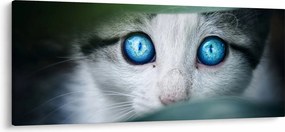 Macska képe (120x50 cm)