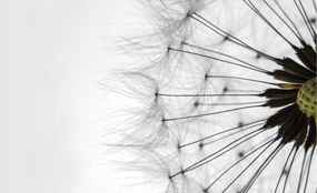 Flizelin fotótapéta Pitypang A természet finomsága Makro 368x254 +ragasztó