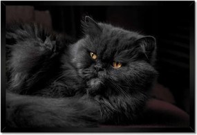 Poszterek keretben 60x40 Cica Cicák