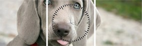 Kép - weimaraner kölyökkutya (órával) (90x30 cm)