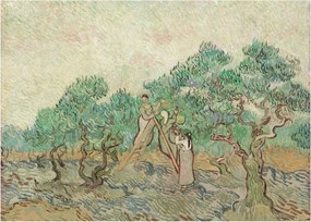 Üveg kép - Vincent van Gogh, The Olive Orchard, reprodukciók (70x50 cm)