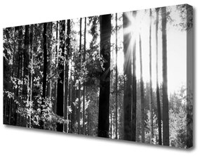 Vászonkép Természet Erdei fák 140x70 cm