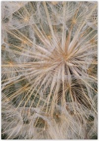 Poszterek 70x100 Pitypang Virág Virágok