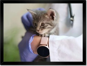 Poszterek keretben 40x30 Kutatás állatorvos macska