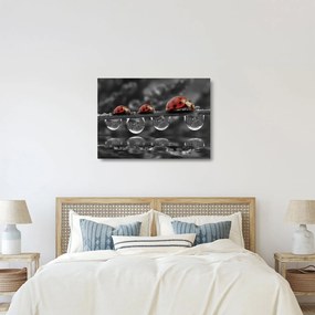 Üveg kép - Napraforgó, fekete-fehér (70x50 cm)