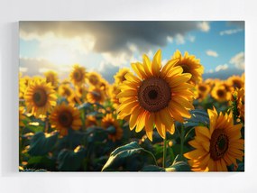 Vászonkép Canvas Természet Napraforgó Virág Mező Rét 60x40