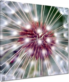 Vászonkép 80x80 Pitypang Virág Virágok